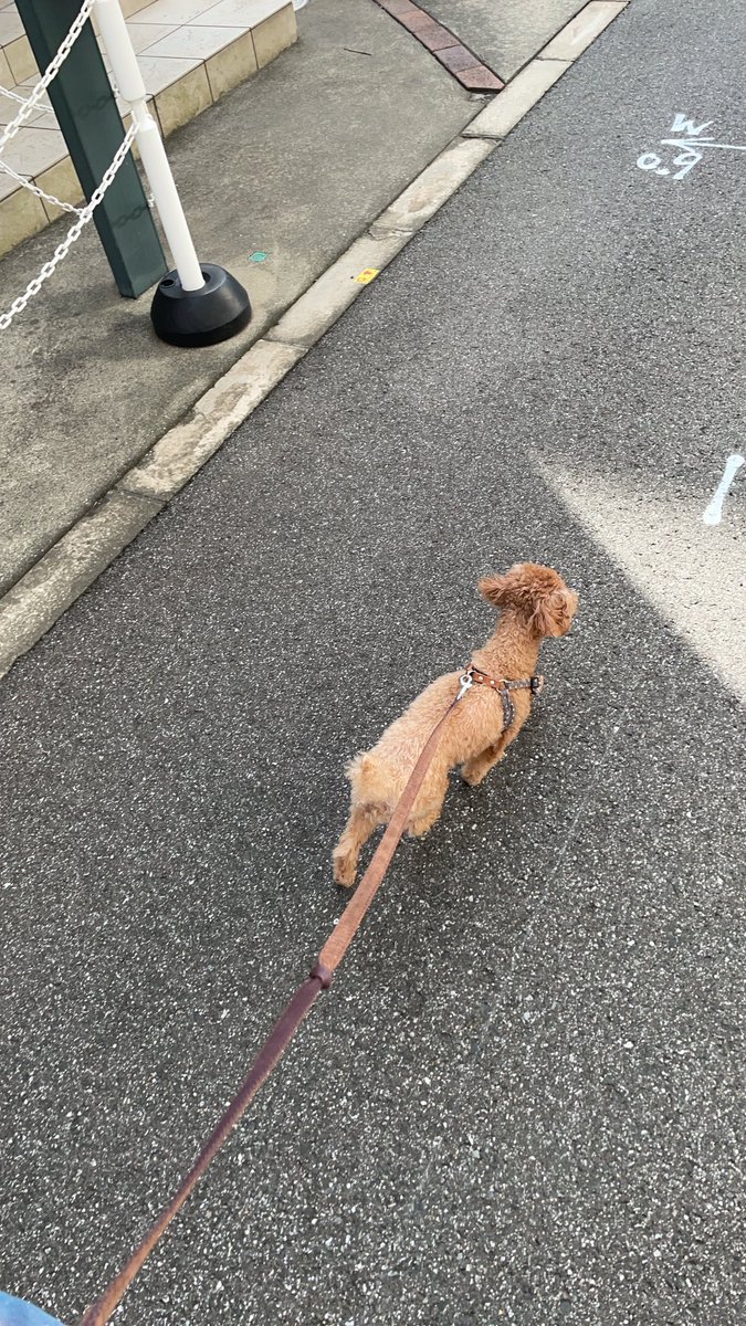 mugicha0101's tweet photo. お散歩気持ちいいねえ🚶‍♂️ https://t.co/LICitl1DnG