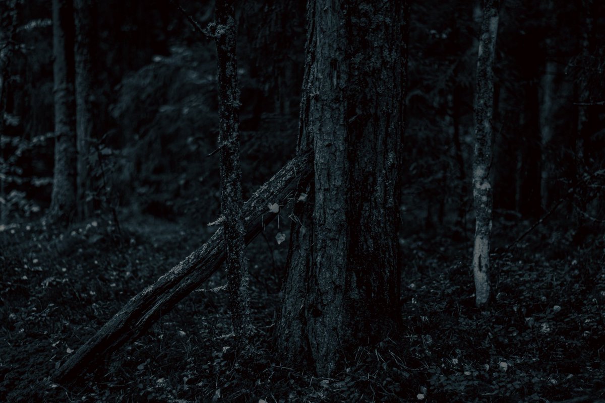 Beheroght's tweet photo. #landscape #beautiful #darknature #lithuania #soul #darksoul #blackandwhite #чб #bnw #naturephotography #darkness #тьма #dark #forest #nature #blackmetal #darkmetal #metal #photography https://t.co/RWMatGYdl9