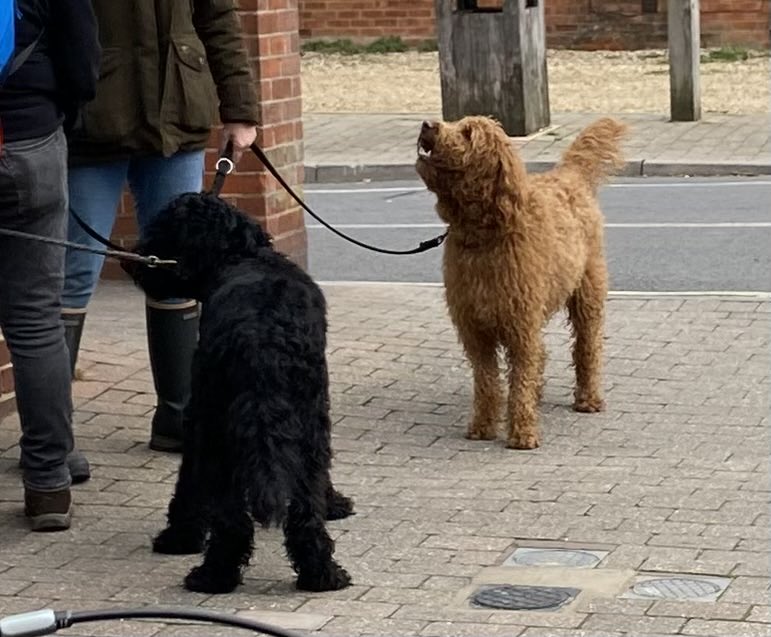 Two ‘Boots’ in the New Forest (well in Brockenhurst village at least).