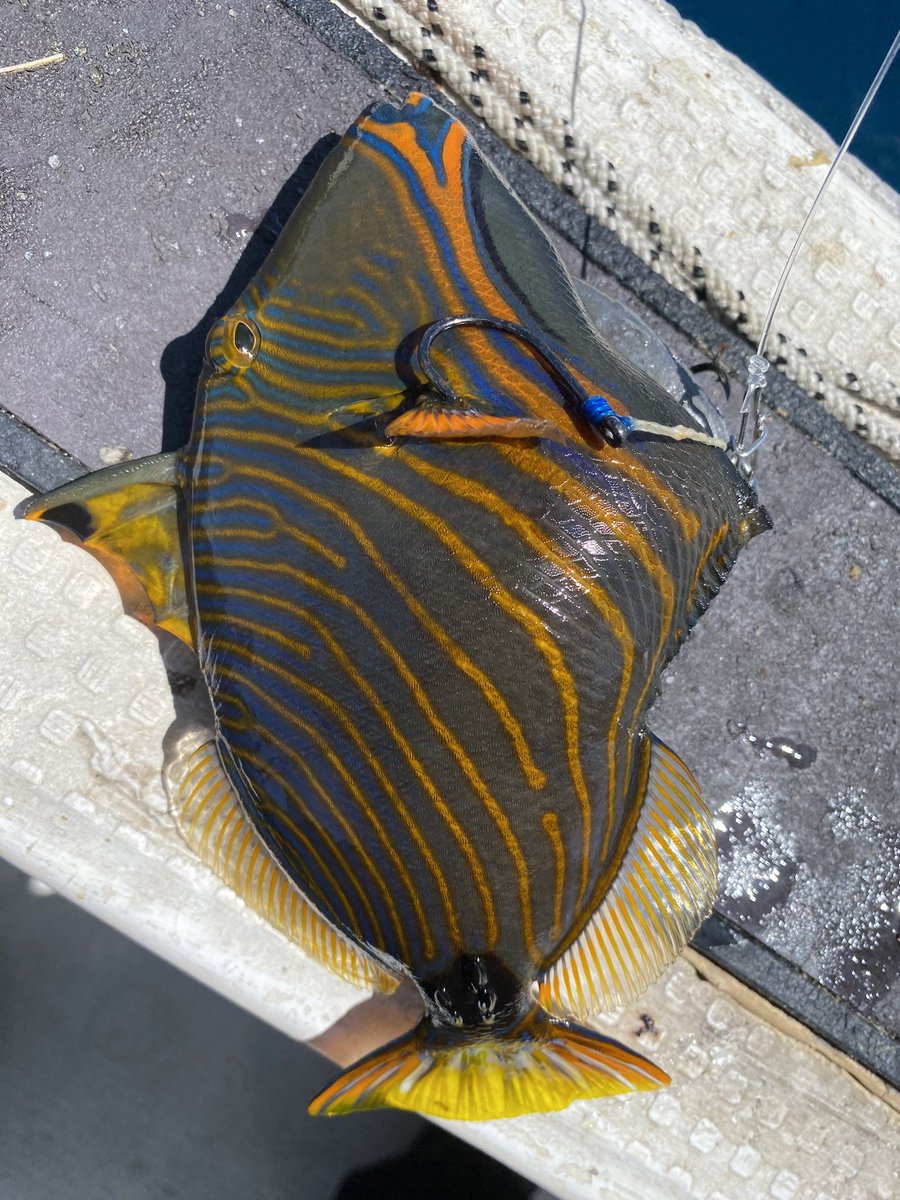 オモック楽し過ぎる！！！
アシストラインじゃなくて紐使ってる😂