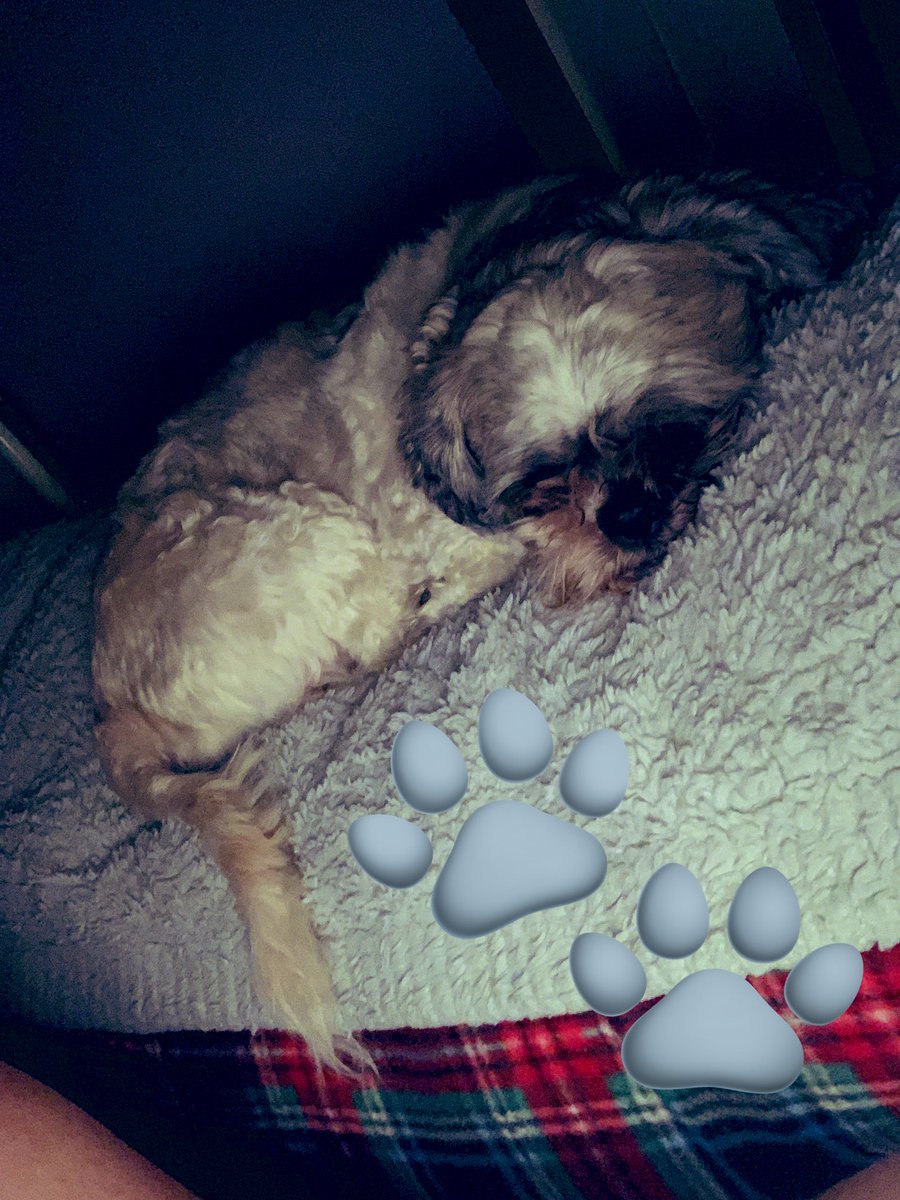 APeachYPoV's tweet photo. #SaturdayMood #StonerFam #Mmemberville #CannabisCommunity #DogsAreFamily #GodfatherOG #ShihPoo #Hope
Puppies had my ass up at 3am again so here we are #Twitt Its Saturday friends #Elevate #TokesUp #SmokewithM3
Share your #SaturdayAdventures #SaturdayVibes #GoodVibesOnly https://t.co/QmrzKFkj98