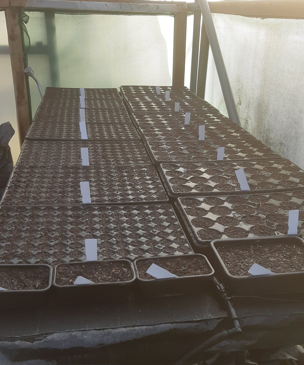 Extra bench @NosterfieldLNR habitat creation nursery, sown with seed from @EnglishHeritage Thornborough Middle Henge. These plugs will be used next year to help restore damaged areas of the henge. Species include Rock Rose, Small Scabious, Clustered Bellflower, Quaking Grass.