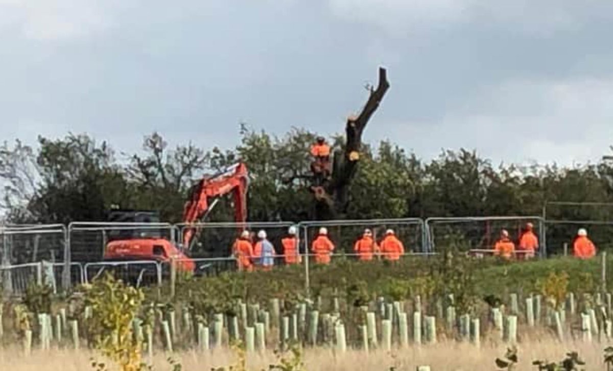 Remembering the 250-year old Cubbington pear 🌳& the 300-year old Hunningham oak🌳 —two out of thousands of trees brutally destroyed by the #ecocidal #HS2☠️ . Shamefully, @HS2Ltd does not even know how many oak trees it has destroyed. #StopHS2 #TreesNotHS2 bylinetimes.com/2021/08/05/hs2…