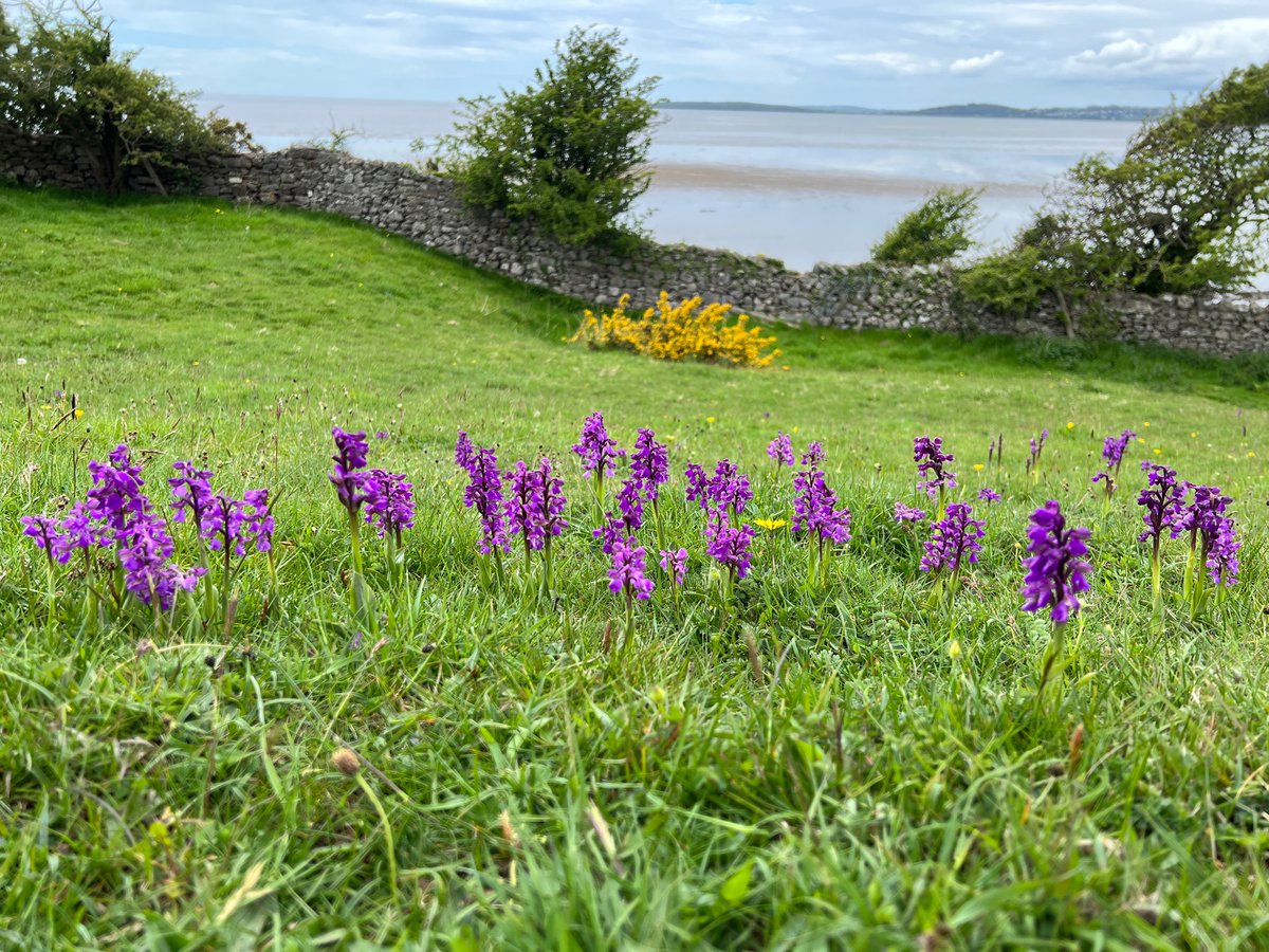 Mariposa_Nature's tweet photo. We've exciting news to share this weekend...
We're greatly expanding our range of UK day trips, starting with those focused on orchids - you can create your own #OrchidSummer!
Join @thenewgalaxy and @dunnjons to orchid hunt in southern and northern England next year... (1/3) https://t.co/CiRg9m6fXk