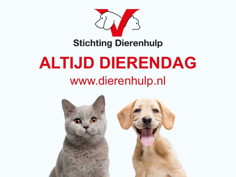 StgDierenhulp's tweet photo. Voor inderdaad elke dag inzet voor de zwaksten. En zonder dik betaalde #directeuren. Hebben wij niet nodig. Ook geen grote kantoren. Donaties naar het helpen van #dieren. Daar gaat het om! #vrijwilligerswerk. https://t.co/u4OEm0PliN