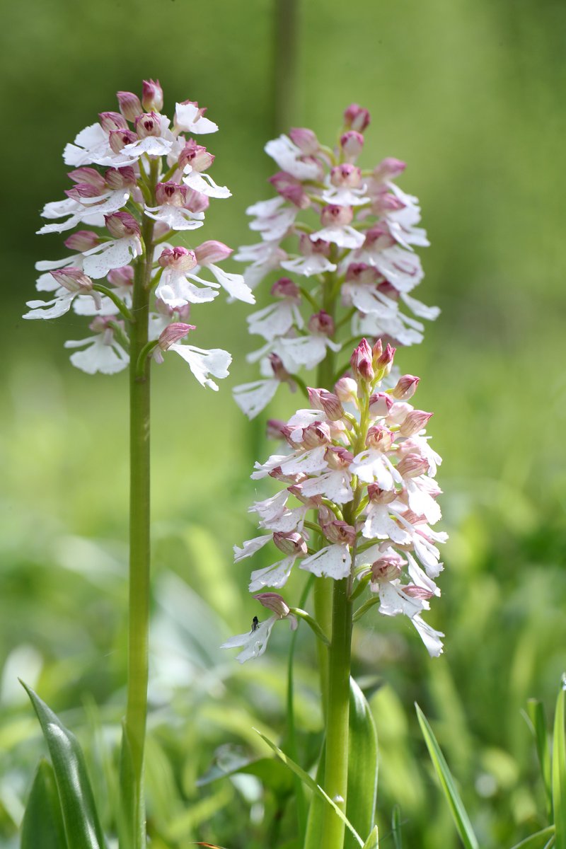 Mariposa_Nature's tweet photo. We've exciting news to share this weekend...
We're greatly expanding our range of UK day trips, starting with those focused on orchids - you can create your own #OrchidSummer!
Join @thenewgalaxy and @dunnjons to orchid hunt in southern and northern England next year... (1/3) https://t.co/CiRg9m6fXk