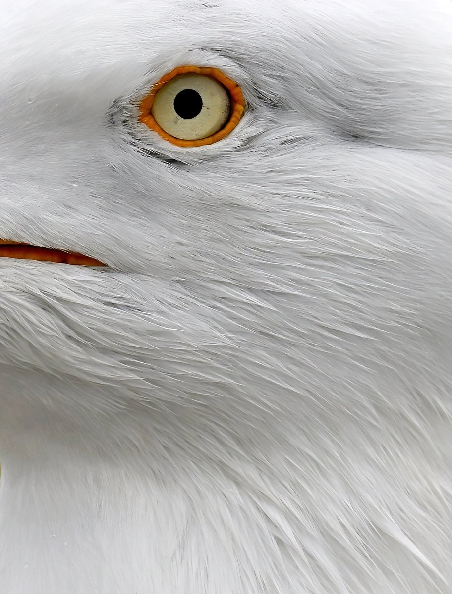 Carl Bovis tweet media