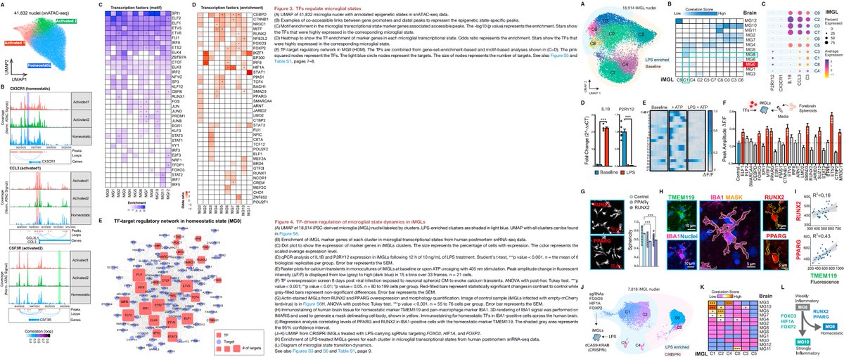 manoliskellis's tweet photo. Paper 3 by @nasun818 and @MatBVictor reports 194k #microglia #scRNA transcriptomes and #scATAC epigenomes across 443 donors in #Alzheimers
1. Distinguish 12 microglial states including #inflammatory, #lipid-processing, and #homeostatic, which is most disrupted in AD
2. Discover 1542 AD-dysregulated #adDEG genes, including both state-specific and disease-stage-specific changes
3. Regulatory #circuitry of TF-enhancer-gene links and #regulators of microglial state #transitions
4. #Reprogramming of inflammatory #iPSC-derived microglia to homeostatic states by modulating our predicted TF drivers
5. AD #GWAS target genes mapping to specific microglial states, and their stage-specific changes in AD progression
Paper: https://t.co/NzEJF1wqdV
Data: https://t.co/wtIfoTj8cv
Tweetorial: https://t.co/iCbajinMZe by @MatBVictor 
News: https://t.co/oLDuBBawgk
#Neuroscience #Inflammation #NeuroImmune #ROSMAP #AD430