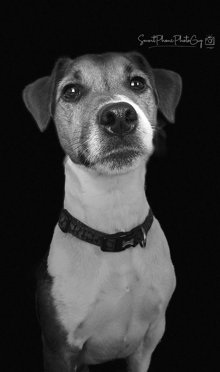 JamesNPhoto's tweet photo. This guy....
#jackrussell #jackrussellterrier #jackrussellsofinstagram #jackrussellsofinstagram #animals #smartphonephotography #xiaomi11tpro #amateurphotography #amateurphotographer #amateurphoto #amateur #amateurphotos #naturephotography #landscapephotography #photography https://t.co/yM70n1wIt8