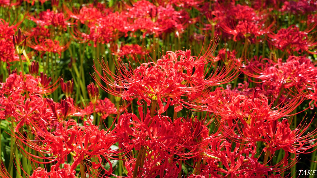 静岡県藤枝市の志太河川敷公園へ
彼岸花を見に行ってきました
桜木の下を深紅に染め上げ
幻想的な光景が広がっていました🌺