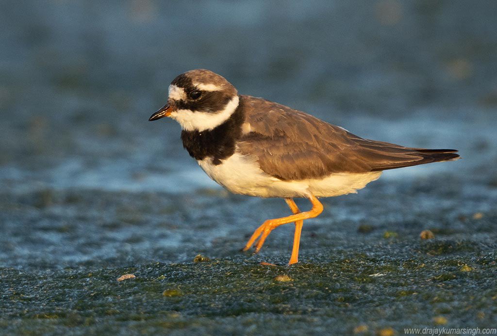 Draksphotos's tweet photo. Common ringed plover, Bahrain. #CommonRingedPlover #Plover #Wildlife #Bahrain https://t.co/IuJWep5bk1
