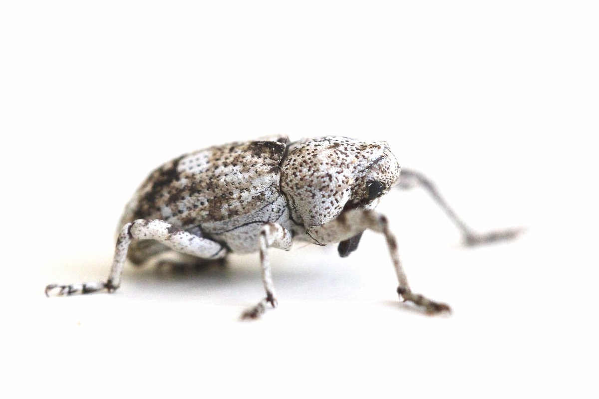 JJonesy5690's tweet image. First British example of the weevil - gasterocercus depressirostris trapped in my VC15 moth trap on 27/9. A rare species in its central and Southern European range. Well worth potting anything unusual, not just moths!