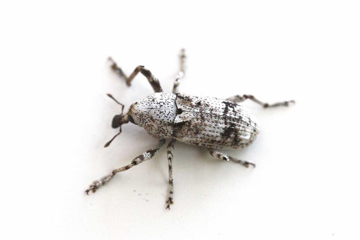 JJonesy5690's tweet image. First British example of the weevil - gasterocercus depressirostris trapped in my VC15 moth trap on 27/9. A rare species in its central and Southern European range. Well worth potting anything unusual, not just moths!