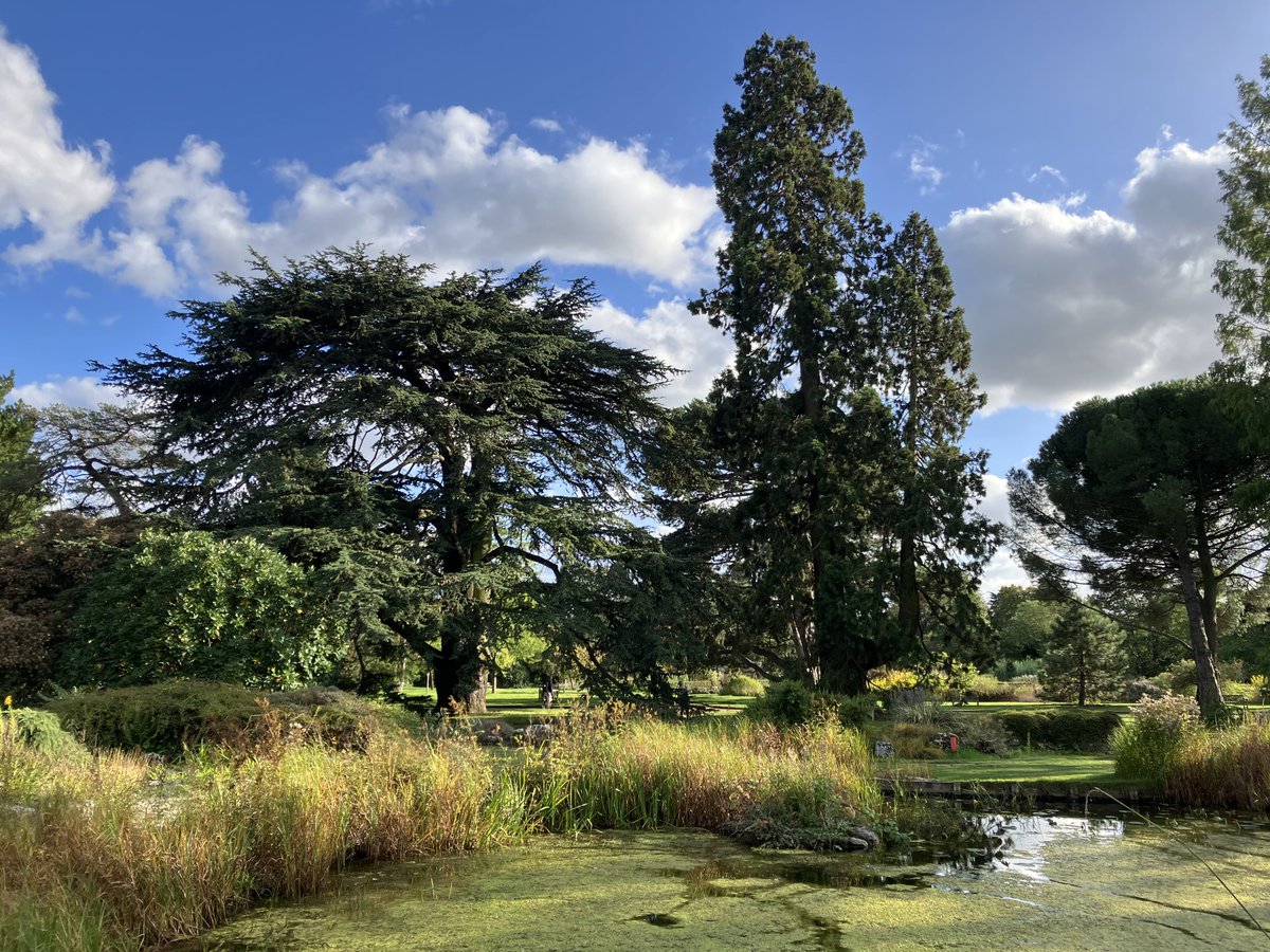 Glorious golden light as though ⁦@CUBotanicGarden⁩ is wishing me well as I say goodbye and head off for a 3 month sabbatical….