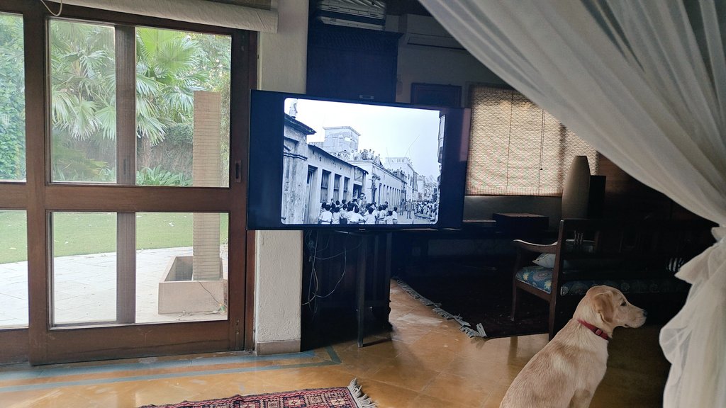 Yogi all reflective... perfectly matching the mood with #SatyajitRay #thebigcity #mahanagar #bengali #cinema and #dog ♥️