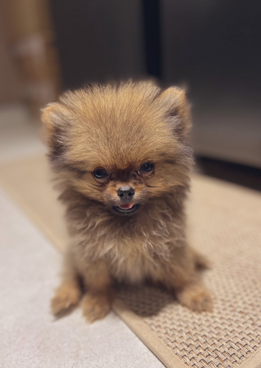 adhockid's tweet photo. Gusto nalang kita iuwi, cutie. Rawr!! https://t.co/u9HOEXDPWE