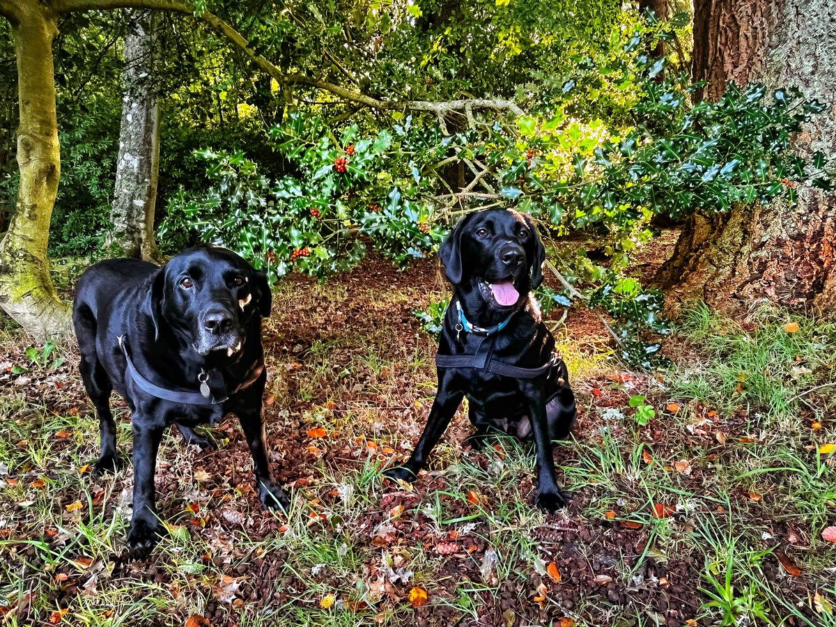 AlfieWoofWoof 🌈 & Dougal tweet media