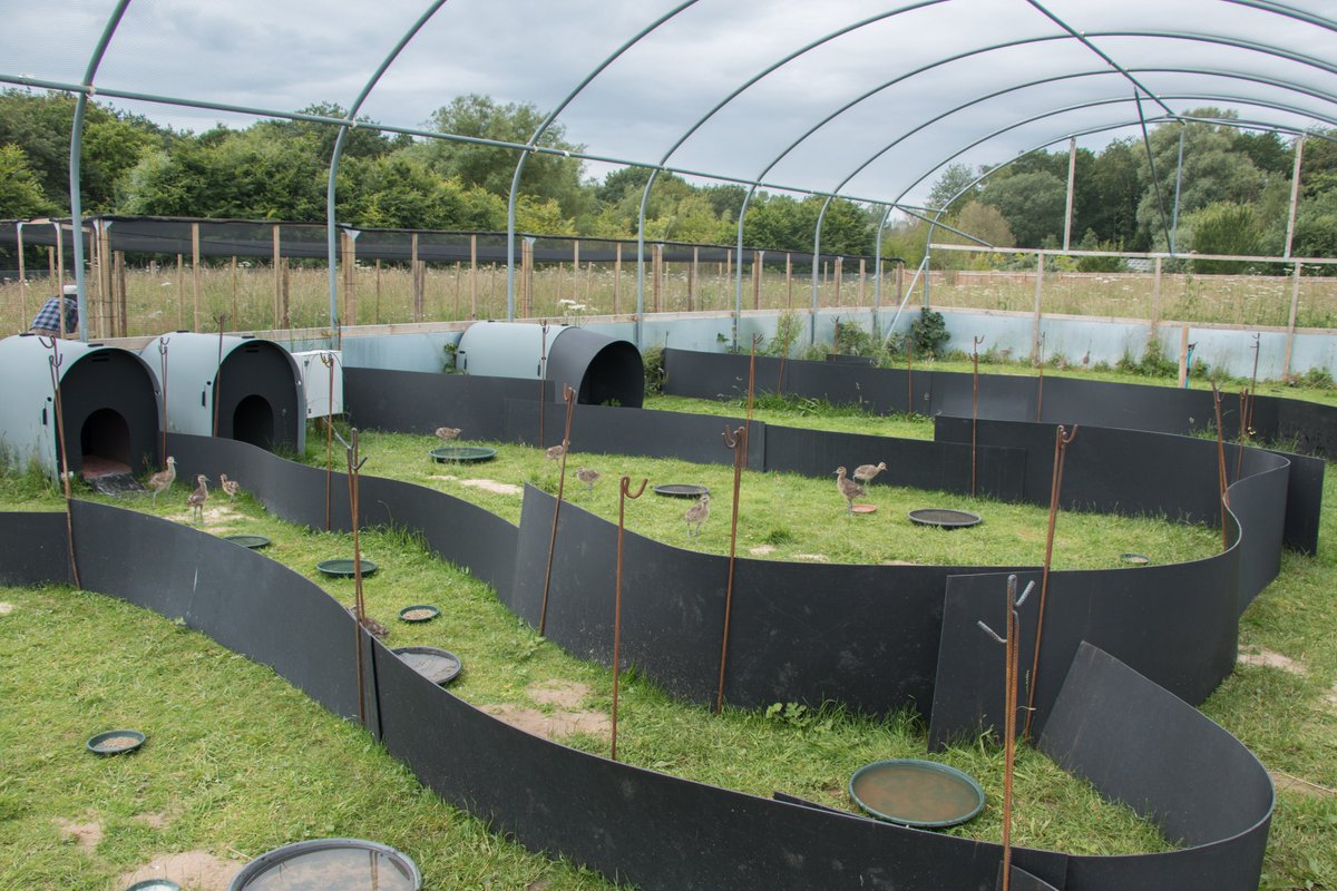 Are you headstarting #Curlew? We are running a survey across European projects, fill in the questionnaire at bit.ly/headstart-curl… #IWSG2023 <a href="/WaderStudy/">Wader Study</a>