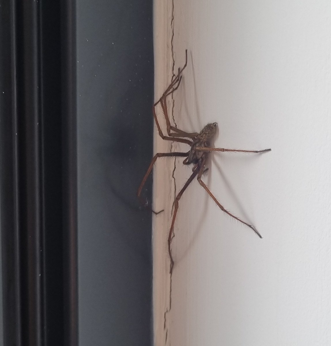 laverpau's tweet photo. New lodger moved in, only eats small children... https://t.co/XFeJDOf38P