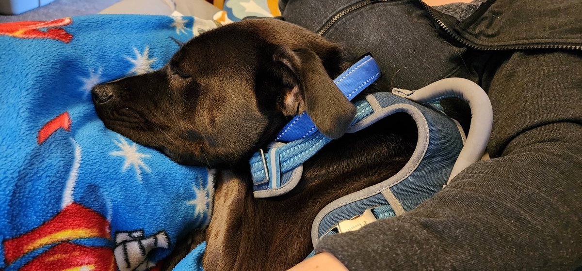 EamonHarbord's tweet photo. #adventureswithoberon demanding his #saturdaymorningcuddles with #bestwifeever #rescuedogsofinstagram #labpitmix https://t.co/Tc63Bq4ZK4