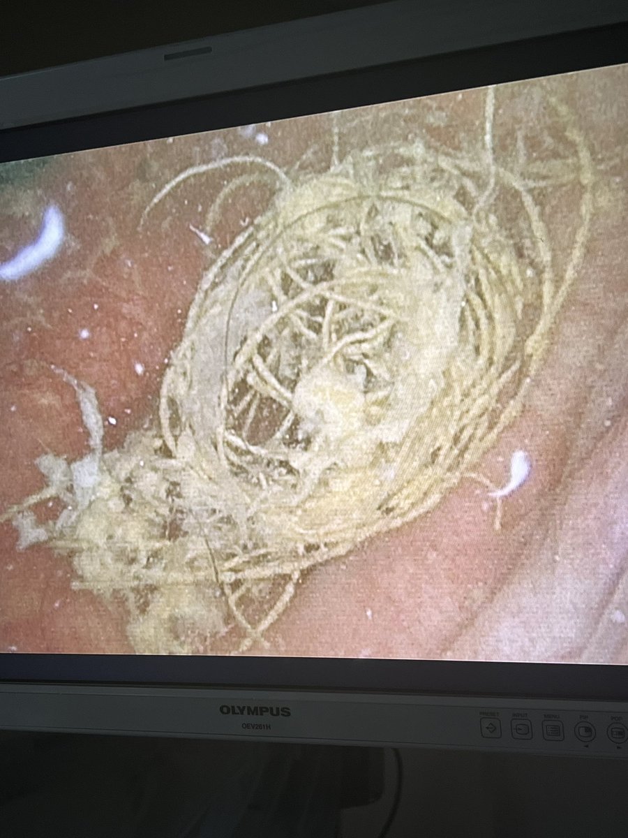 Jay Shakuri-Rad, DO, FACOS tweet media