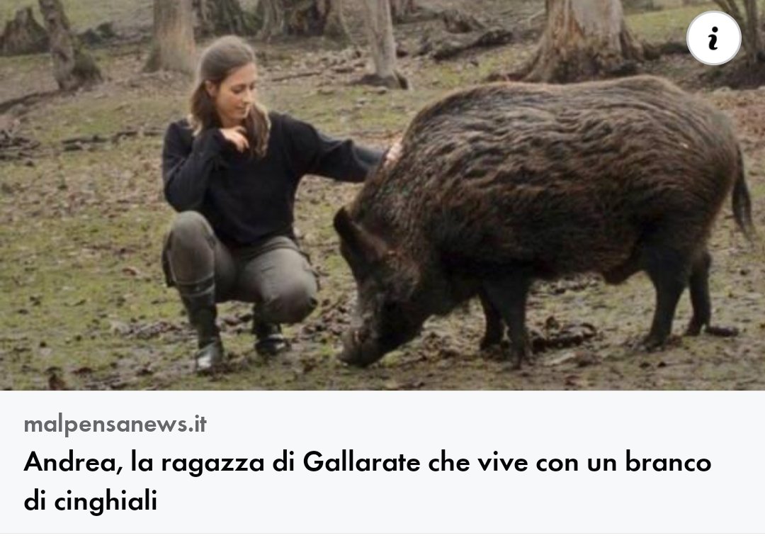 doctormabuse18's tweet image. Ah ma non era che i #cinghiali sono assassini pericolosi? Quindi è una cazzata dei #cacciatori e dei politici che li tutelano per fare soldi sulla loro carneficina. Ho capito, e pensa alle merde che li applaudono.