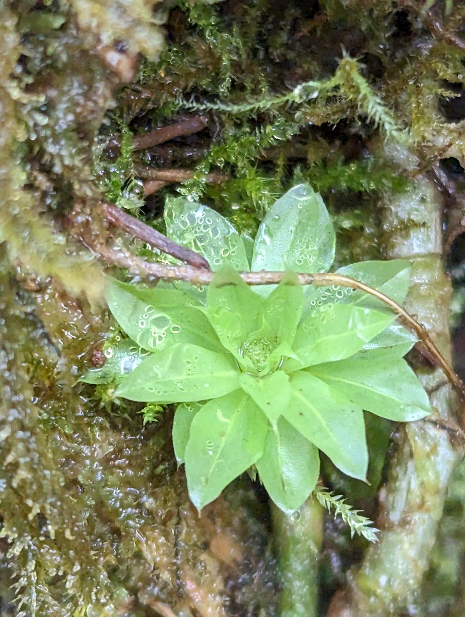 Rose-moss (Rhodobryum roseum). Always nice to see this uncommon  and distinctive species, classified as Near Threatened on the red list of bryophytes in Ireland. Unusual to see it growing epiphytically like this on a tree base?  Cappaghabaun Mountain, East Clare
