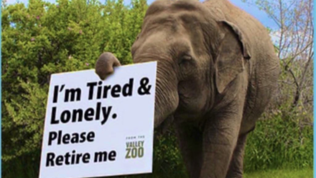 welovelucyyeg's tweet photo. Small enclosure, no ventilation, breathing in silica sand, inadequate protection from the 🥶. The daily life story of Lucy should be transparent not a #NoShow4Lucy false narrative. @kprincipeyeg why didnt you come ❓ https://t.co/wq5H19rfJv