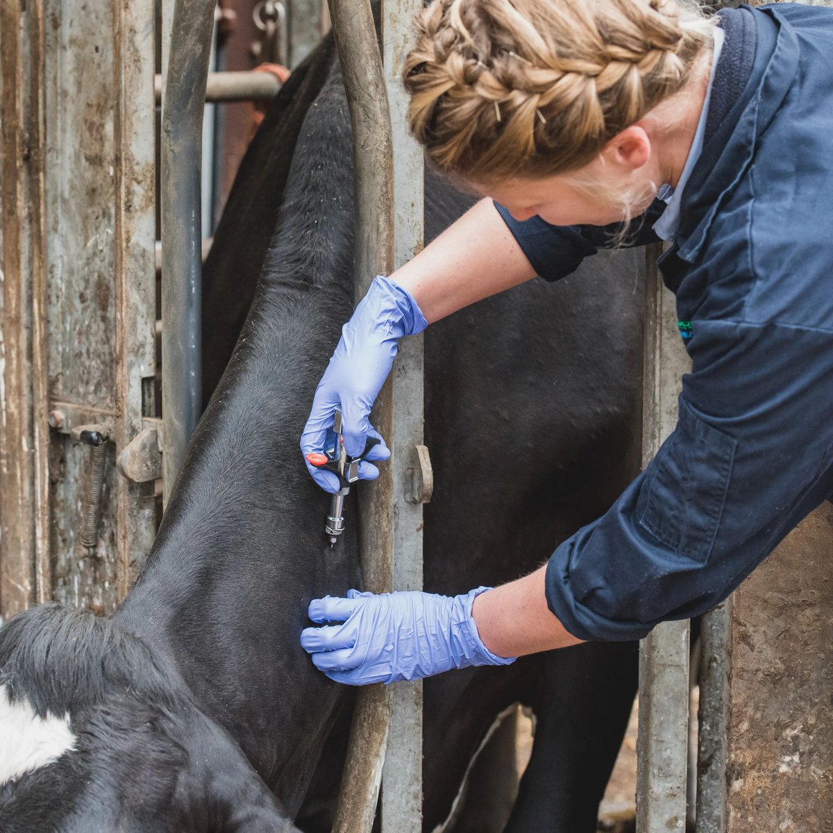 Figures from the most recent DEFRA report with us. The quantity of cattle slaughtered in England between January and June 23rd is 21% lower, and is now below 20,000, which is the lowest it's been since 2008. 

 Read more: buff.ly/3PJWZ63