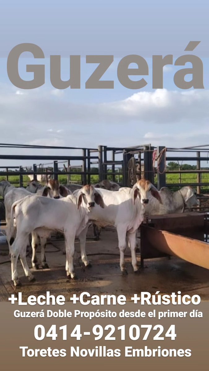 ORIGINARIA DE LA INDIA LA RAZA GUZERÁ = ➕LECHE ➕ CARNE ➕ RUSTICIDAD  
 
PROVIENE DE UNA ZONA DESÉRTICA AL NORTE DE LA INDIA DONDE PRODUCE LECHE EN ESAS CONDICIONES, EN EL LLANO VENEZOLANO PRODUCE CARNE Y LECHE A BAJO COSTO DEBIDO A ESA RUSTICIDAD MILENARIA.