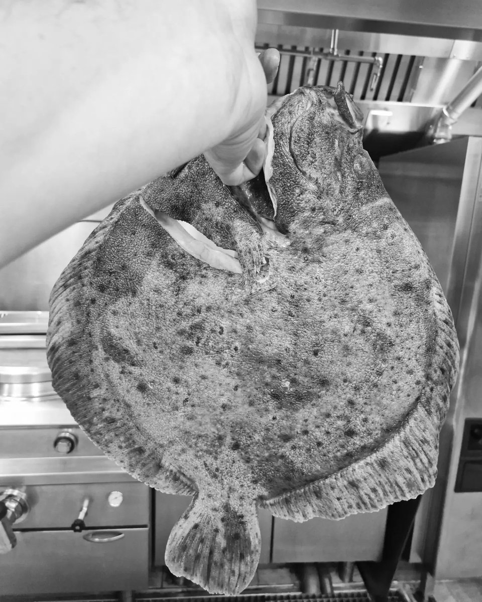 Turbot / turnip / trompette / hispi / bordelaise 

King of the sea 🔥
•
#chef #foodie #cookery #brigade #foodgloriousfood #classics #kingofthesea #turbot #ingredients #flavours #textures #passionate #love #care #time #chefslife