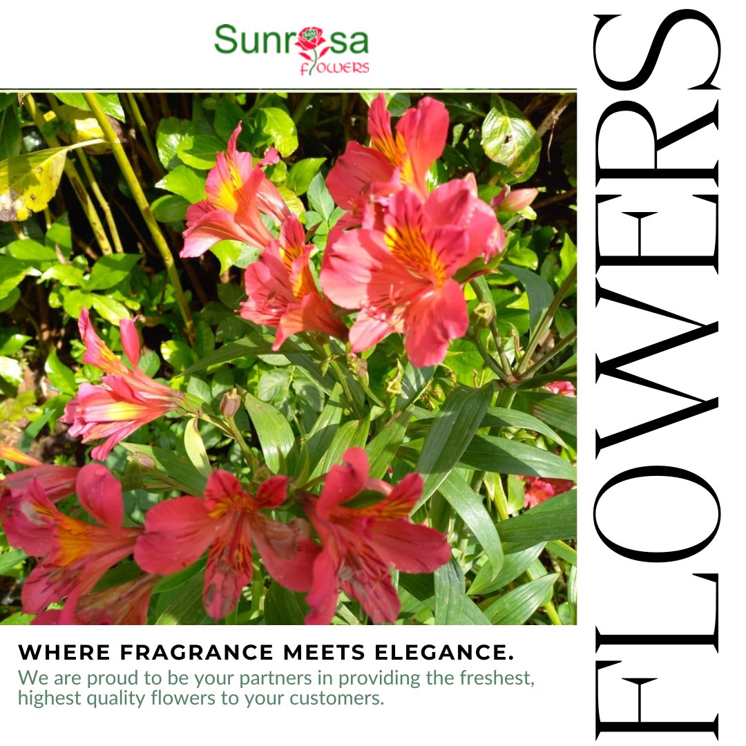 sunrosaflowers's tweet photo. Blooms and blessings: Nature's way of brightening our days. 🌼🌷

.
.
.
#NatureInspires #FlowerPower #gardenmum #gardenmums  #fallgarden #fallgardening #fallgardens #fallgardenplanning #autumngarden #autumngardening #autumngardens  #falldecorating  #autumnvibes🍂 #gardeners https://t.co/X6qh7EoOJI
