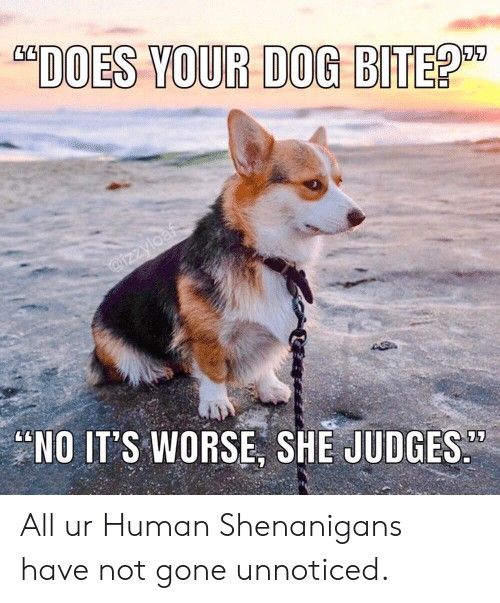 Corgiclub42's tweet photo. π€£π€£π€£
.
.
#corgi #corgis #cutecorgis #corgi #corgilovers #corgilover #dogsoftwitter #corgicrew #corgination #dog #corgis #corgioftheday https://t.co/nYiZq0rn3a