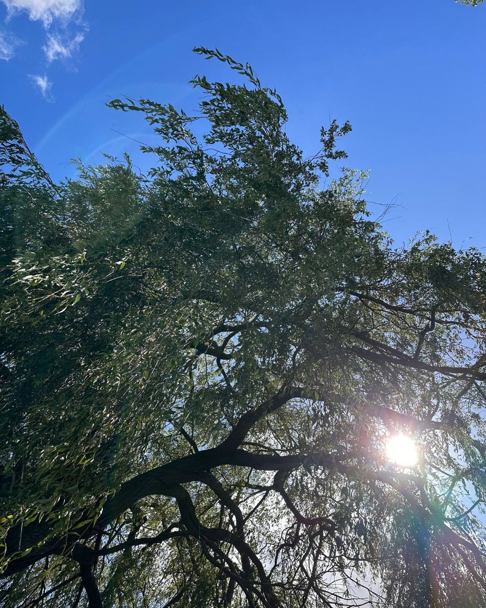 TheTonyRigby's tweet image. A moment captured...

Spontaneous picnic at Willen Lake with the fam.. 🌳 🌞 🧺 🦆

#funwiththekids #familyouting #willenlake #timewiththekids #funwithfamily #familydays #familyoutings