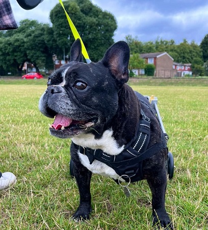 Mabel might be in a wheelchair, but she still loves a good roll in the grass! She loves her cuddles - and her teddies! Do you have the special home this golden oldie needs? bit.ly/3EM8vZp