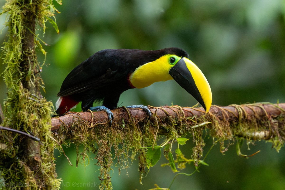 ¿Hay alguien que no sienta, al menos, un atisbo de bienestar al ver este tucán?
Se llama biofilia
#Ramphastos brevis