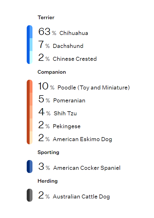 realityaddictx's tweet photo. I was convinced my baby was Chi and Italian greyhound (if not whippet or min pin...he's very tall and very fast)...nope! #DNA #Wisdompanel https://t.co/8cRBHRgJAx