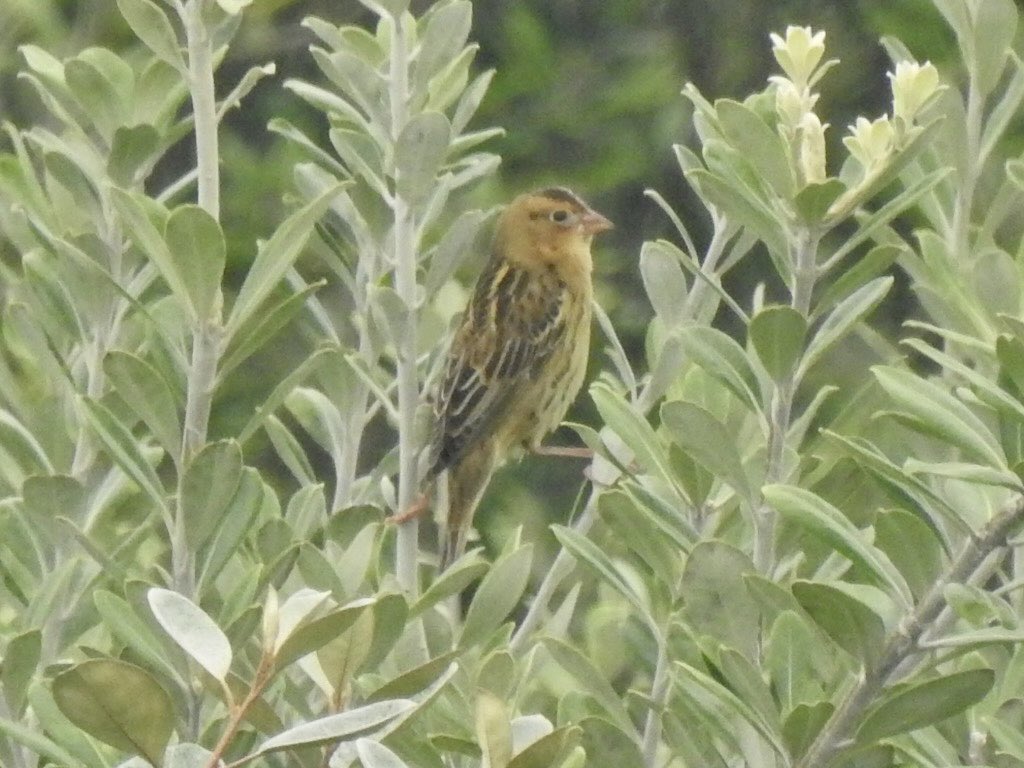 Bobolink this afternoon on St Mary’s 1 of 2 seen #StMarys #Islesofscilly #scilliesbirds