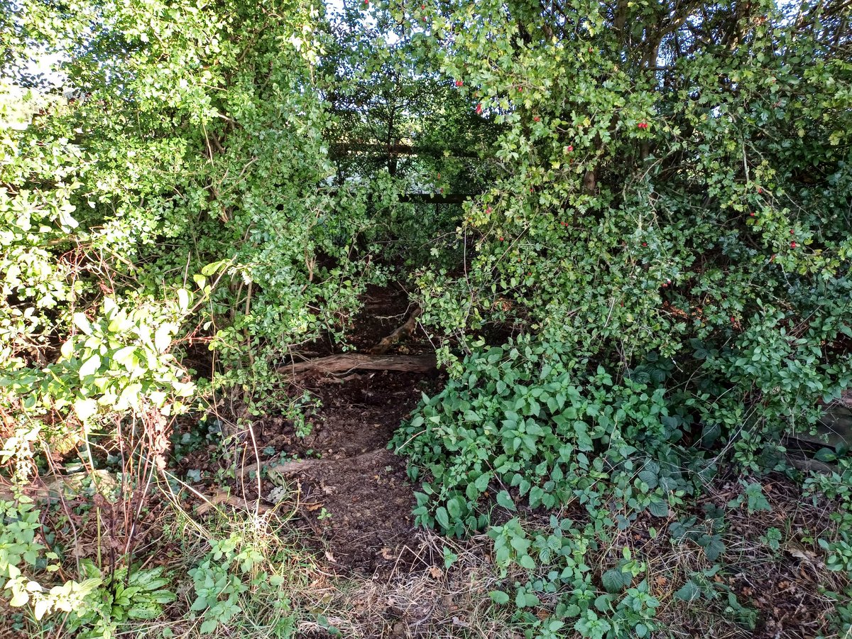 KjbPony's tweet photo. The pony, the luring gap in the hedge and the fence he appeared 'trapped' behind 🤦‍♀️🤣 Found Bostan in between the boys' field fence and the girls' field fence yesterday afternoon. All ponies and fences were safe and not harmed! #ponyhour #irishcob https://t.co/pNTrdzEMx6