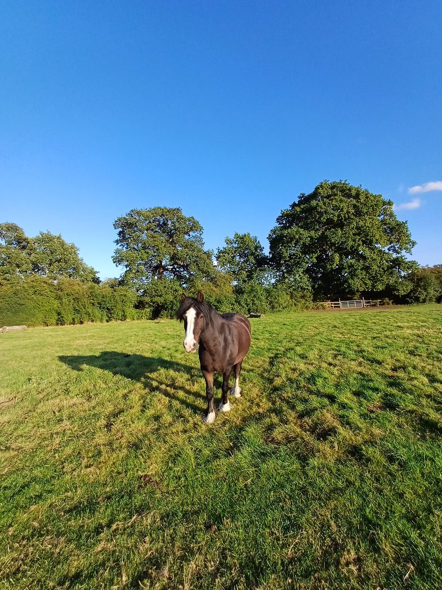 KjbPony's tweet photo. The pony, the luring gap in the hedge and the fence he appeared 'trapped' behind 🤦‍♀️🤣 Found Bostan in between the boys' field fence and the girls' field fence yesterday afternoon. All ponies and fences were safe and not harmed! #ponyhour #irishcob https://t.co/pNTrdzEMx6