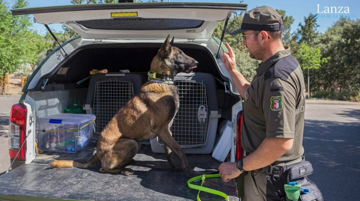 Felicitamos al Cuerpo de #AgentsRurals por su profesionalidad e iniciativa en la realización del curso sobre su #UnidadCanina,la #GEK9car. Agradecemos la dedicación, y asistencia a nivel particular,de nuestro compañero para mejorar la #K9👮🏻‍♂️🐕‍🦺 del @gobjccm. x.com/agentsruralsca…