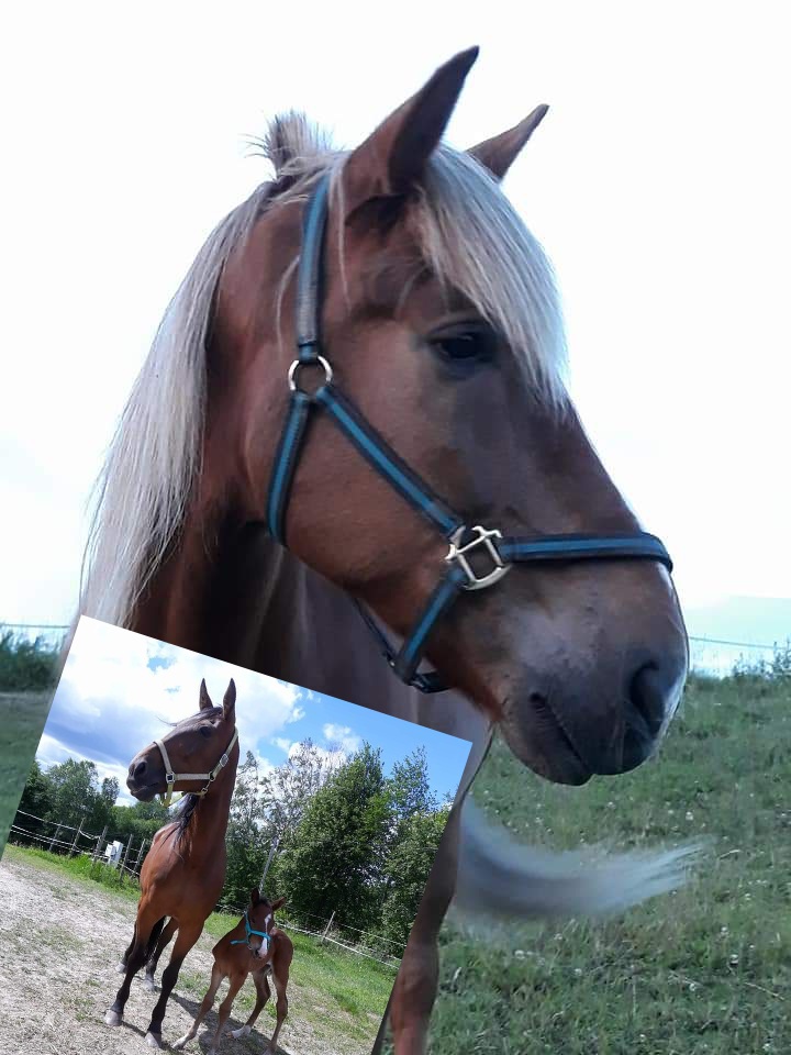 10 vuotta sitten osaomistamani Syytinki kilpaili Kriterium-finaalissa ja omakasvatti She's No Angel oli oman karsintansa 4. Hienoja #ravit muistoja. Ehkä joskus vielä.