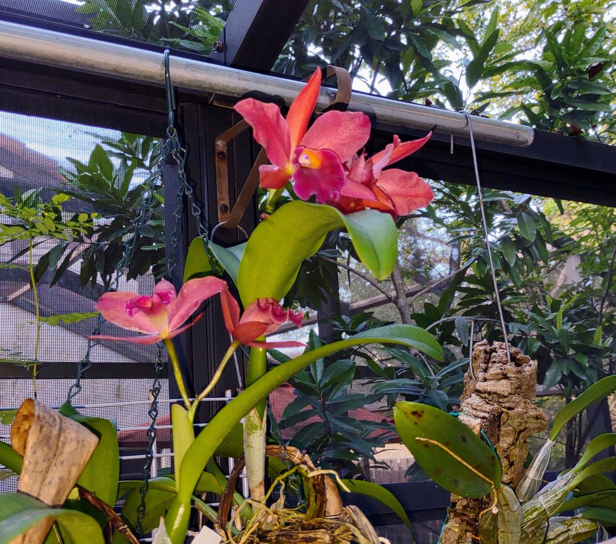 MistyKitty3's tweet photo. #Orchid
#Zone10
Starting Saturday with some bloomers. They're the only thing that likes this hot, humid south Florida weather. https://t.co/DjoOmQmatQ
