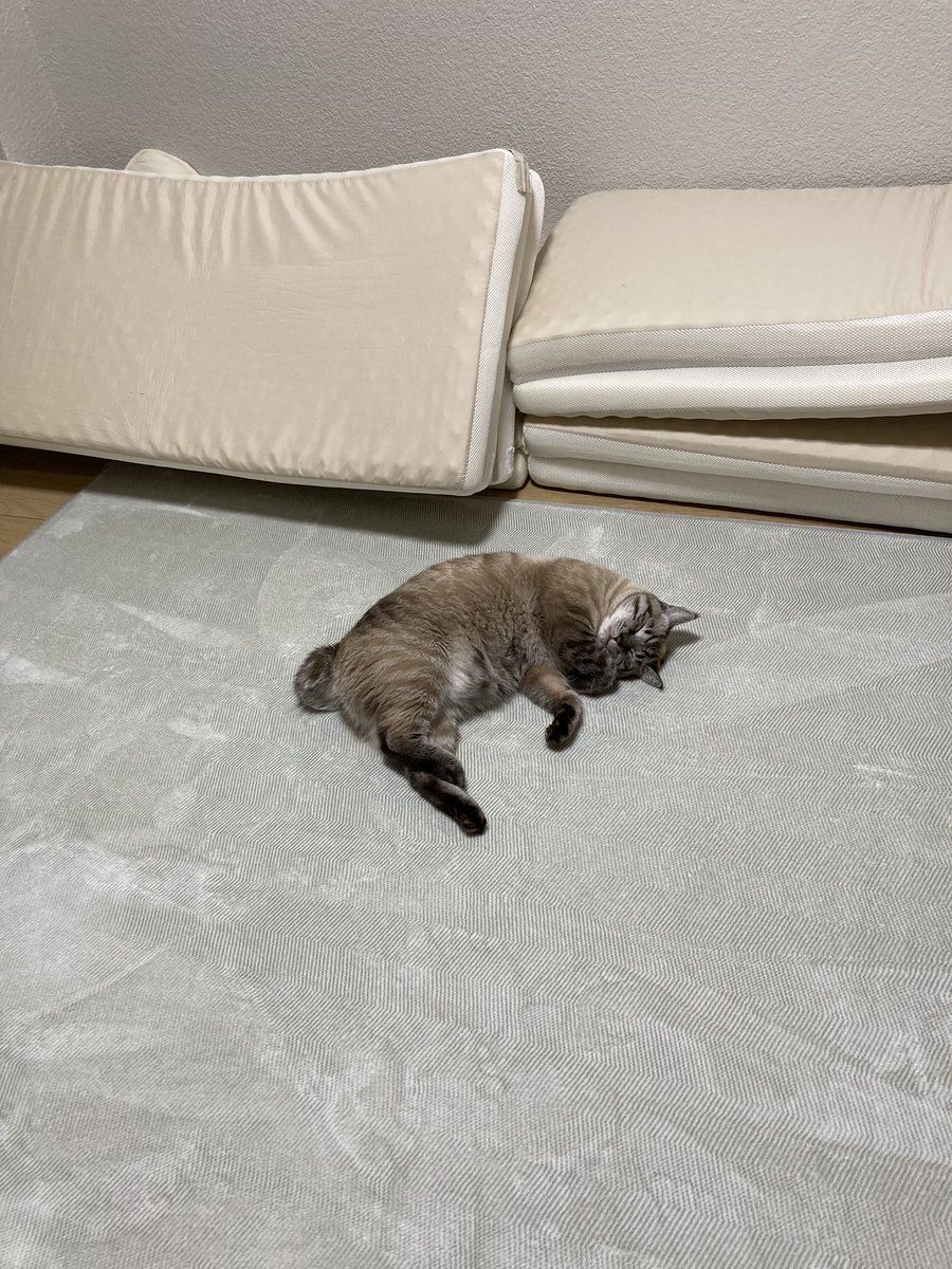 fuchan0720's tweet photo. 秋になって涼しくなりましたが

まだ猫は落ちてました笑😂

#猫 
#猫のいる暮らし 
#猫好きさんと繋がりたい 
#猫がいる幸せ 
#落とし猫始めました https://t.co/dPuyguRu7t