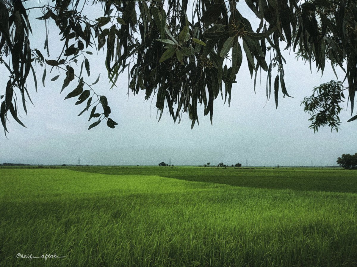 Raindrops dance amidst the lush greenery.
.
.
.
#rainyday #nature #rainyweather #clouds #naturephotography #landscape #village #rain #moody #landscapephotography #photography