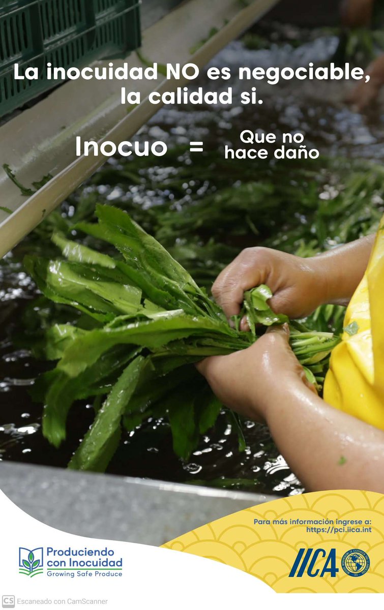 ylk2911's tweet photo. Producir con Inocuidad es un requisito en la producción primaria de alimentos. Comencemos a llevar la actividad agrícola y pecuaria con enfoques de sistemas de gestión de calidad e inocuidad. https://t.co/5qwowMF289