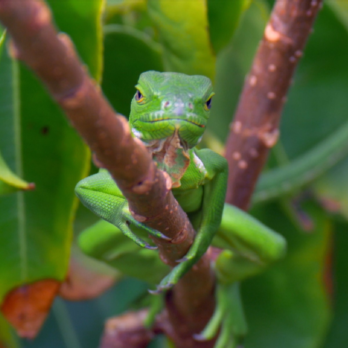 Earth Odyssey with Dylan Dreyer tweet media