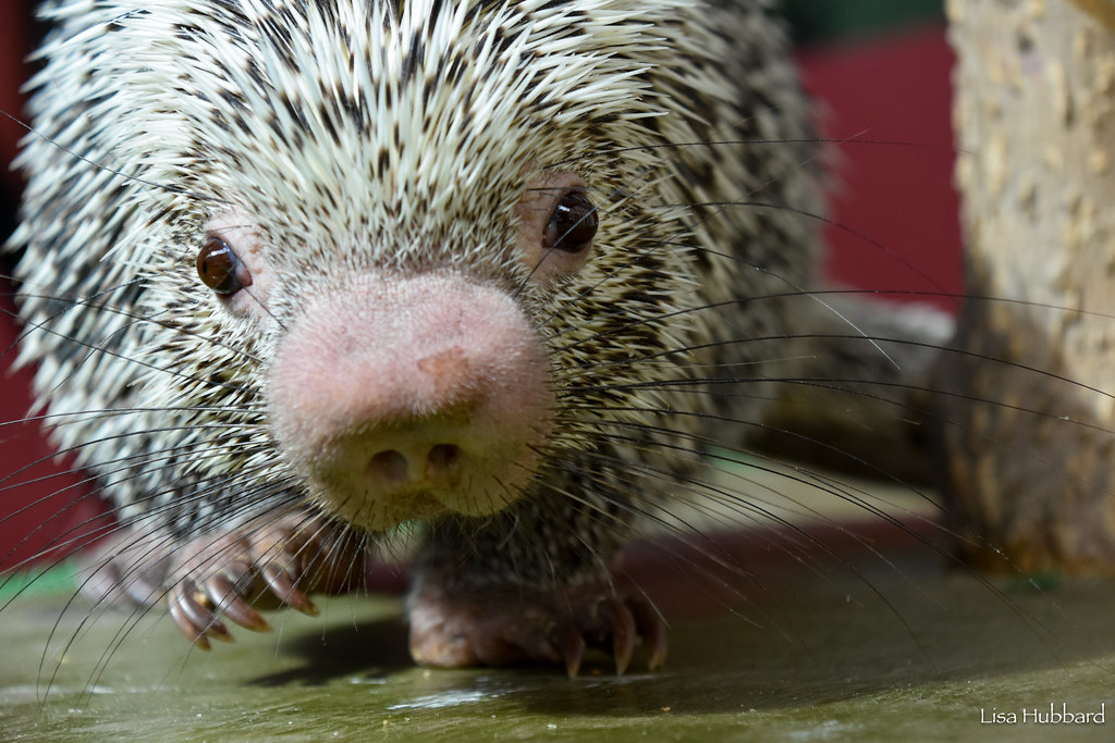 Rico the prehensile-tailed porcupine. 😍