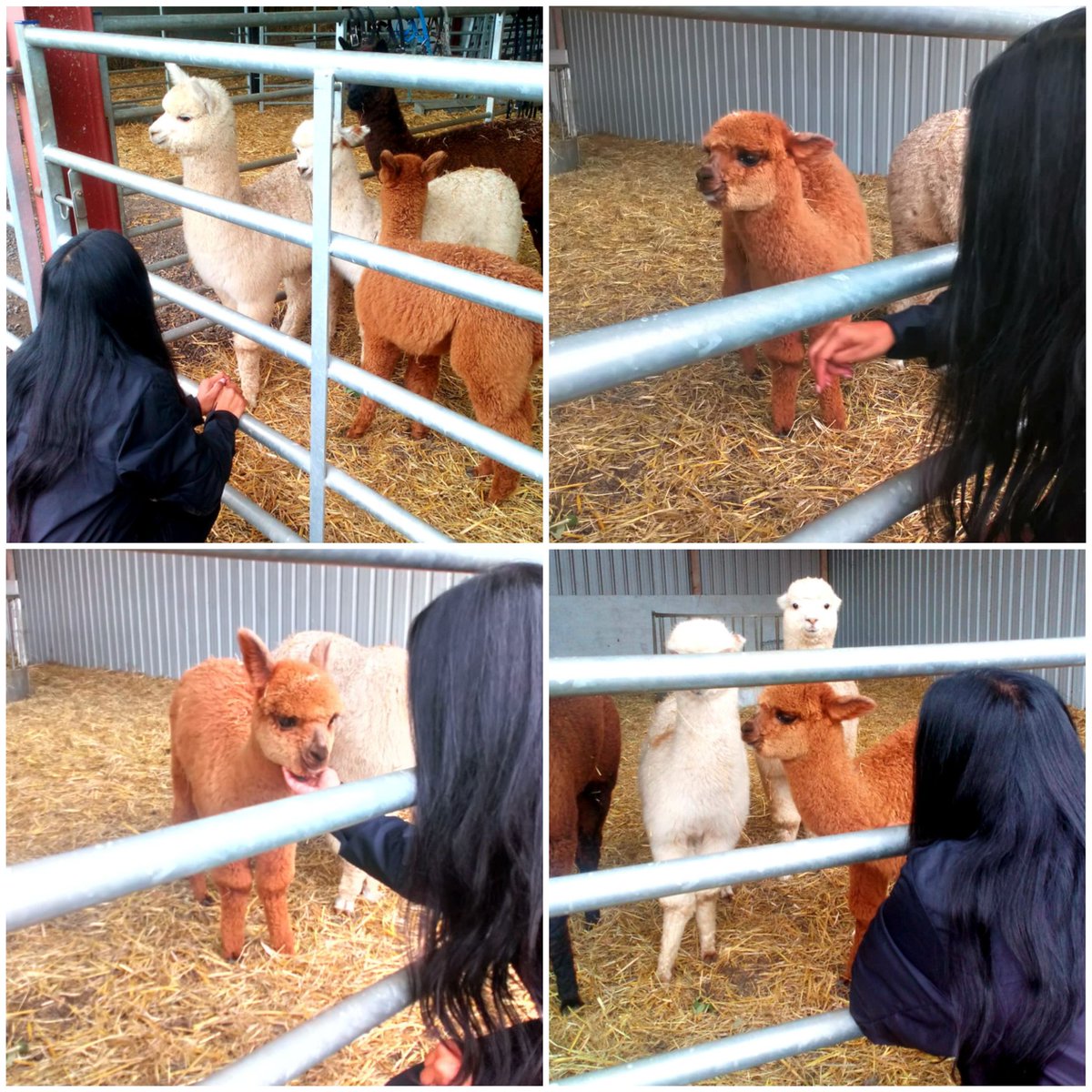 mrs_melbourne_'s tweet photo. We were the first to meet the baby alpacas during our Animal Therapy session &amp; we met some Swiss sheep 🤩 thanks Sarah @wildwoodalpacas students are learning so much during the 6 week programme ♥️ #SEMH #confidenceboost #smileyfaces @AldersleyHighSc https://t.co/7BxZqOJeEZ
