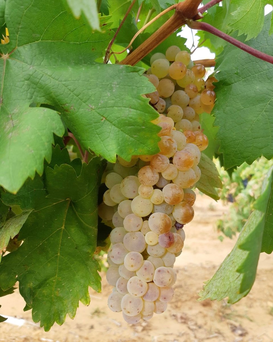 bodegas3piedras's tweet photo. Harvest 2023, coming soon! 

#harvest2023 https://t.co/pv6UWSwoNW